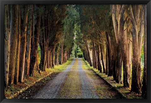 Framed Tree Tunnel Print