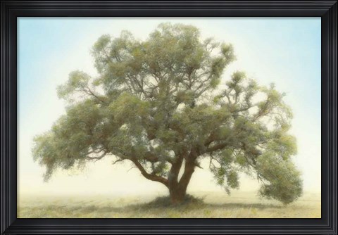 Framed Oak &amp; Blue Sky Print