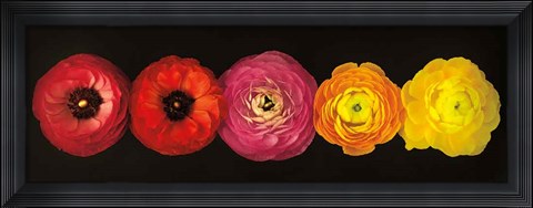 Framed Ranunculus Print