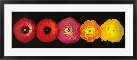 Framed Ranunculus Print