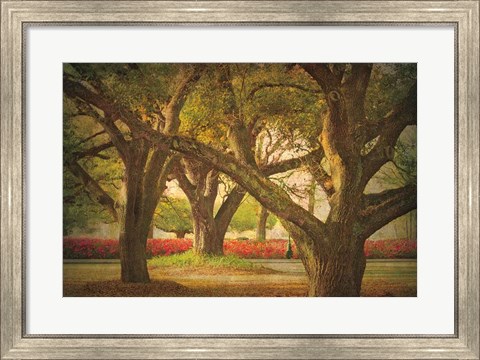 Framed Three Oaks and Azaleas Print