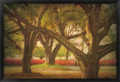 Framed Three Oaks and Azaleas Print