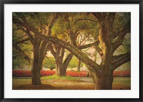 Framed Three Oaks and Azaleas Print