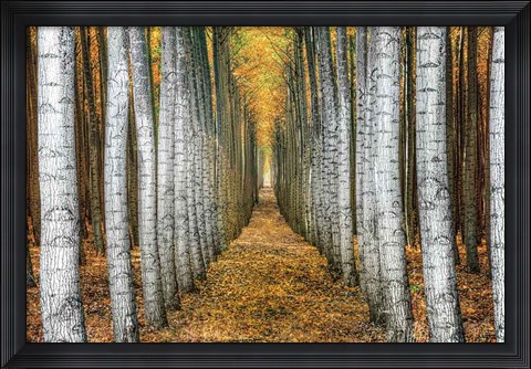 Framed Tree Farm Print