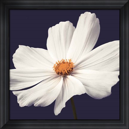 Framed Cosmos II Print