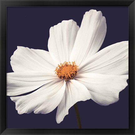 Framed Cosmos II Print