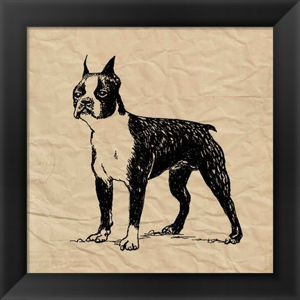 Framed Boston Terrier Print