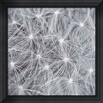 Framed Natural Designs I Print