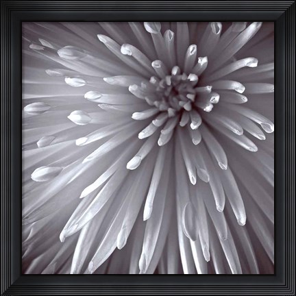Framed Natural Designs II Print
