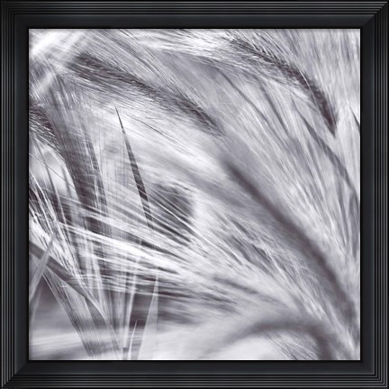 Framed Natural Designs IV Print