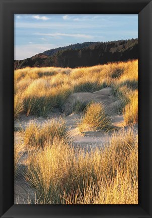 Framed Dune Grass Qnd Beach III Print