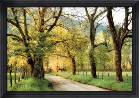 Framed Warm Morning Light Print