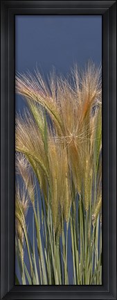 Framed Cheat - Grass Print