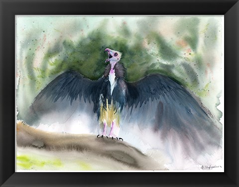 Framed Vulture Print