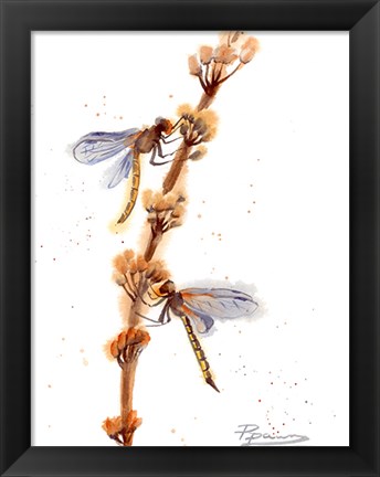Framed Dragonflies Print