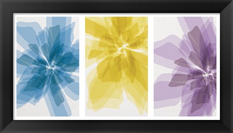 Framed Three X-Ray Flowers Print
