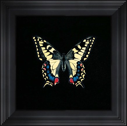 Framed Butterfly on Black Print