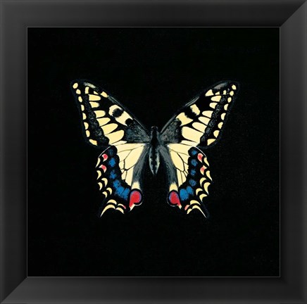 Framed Butterfly on Black Print