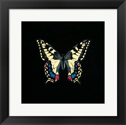 Framed Butterfly on Black Print