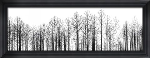 Framed Straightforward Print