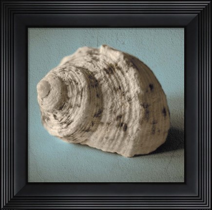 Framed Seashell Study I Print