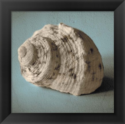 Framed Seashell Study I Print