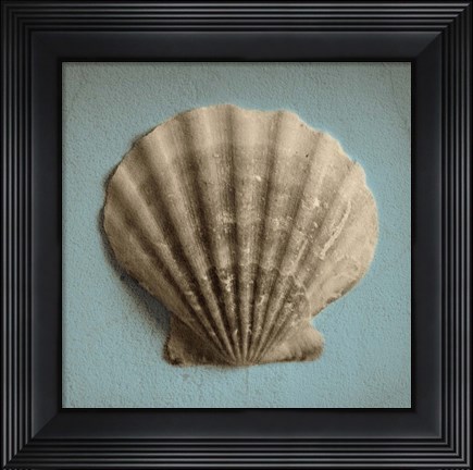 Framed Seashell Study II Print
