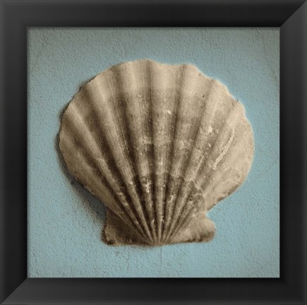 Framed Seashell Study II Print
