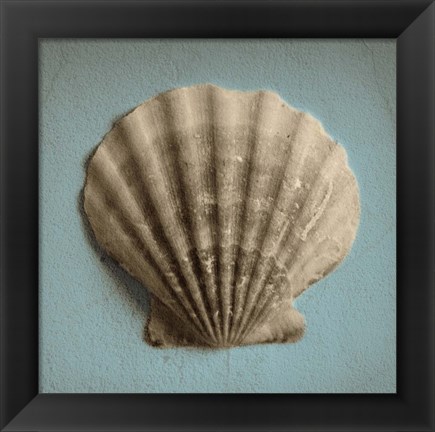 Framed Seashell Study II Print