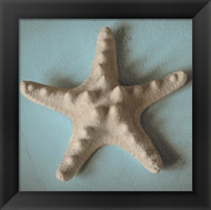 Framed Seashell Study III Print