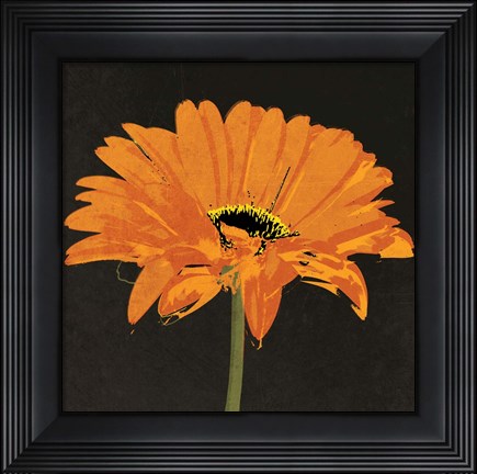 Framed Midnight Gerbera II Print
