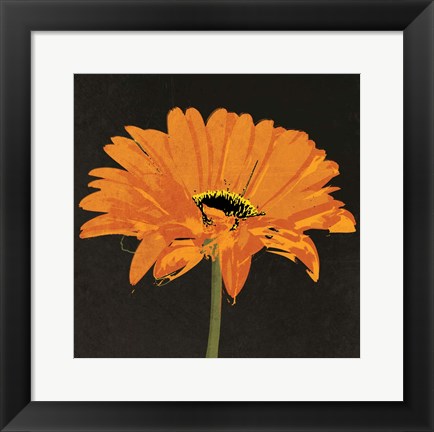 Framed Midnight Gerbera II Print