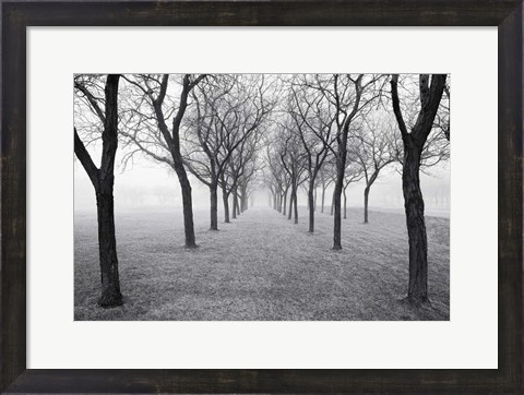 Framed Tunnel of Trees Print