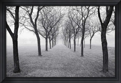 Framed Tunnel of Trees Print