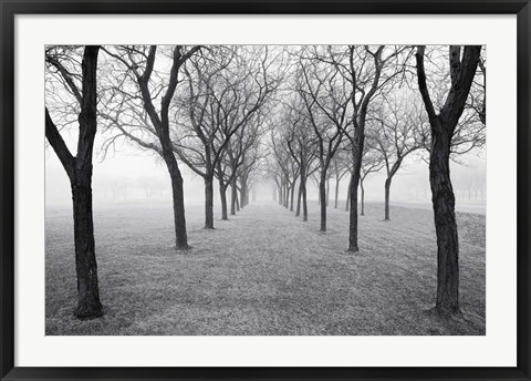 Framed Tunnel of Trees Print