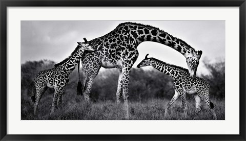 Framed Giraffe Family Print