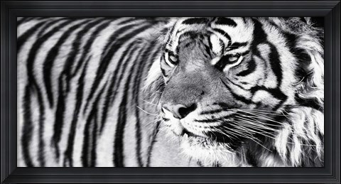 Framed Tiger Eyes Print