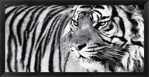 Framed Tiger Eyes Print