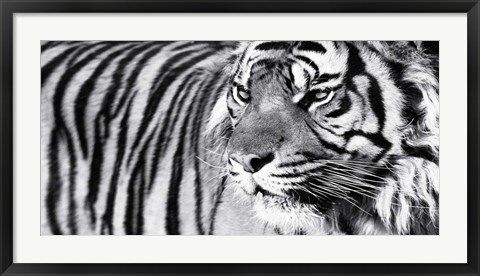 Framed Tiger Eyes Print