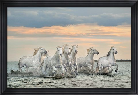Framed Camargue Horses - France Print