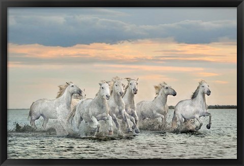 Framed Camargue Horses - France Print