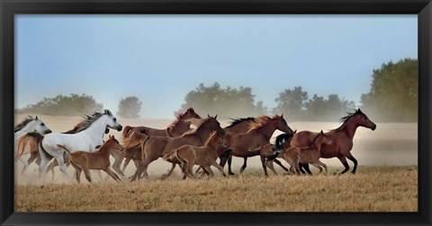 Framed Freedom Print