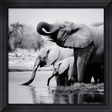 Framed Namibia Elephants Print