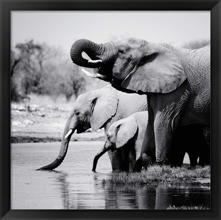 Framed Namibia Elephants Print