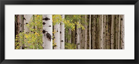 Framed White Forest Standing Print
