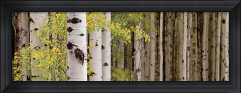 Framed White Forest Standing Print