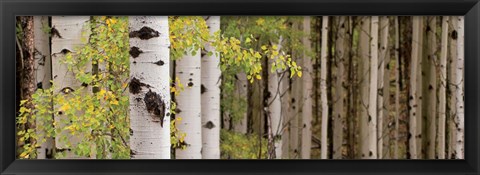 Framed White Forest Standing Print
