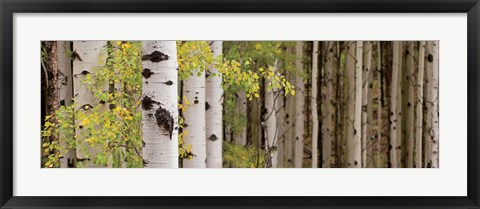 Framed White Forest Standing Print