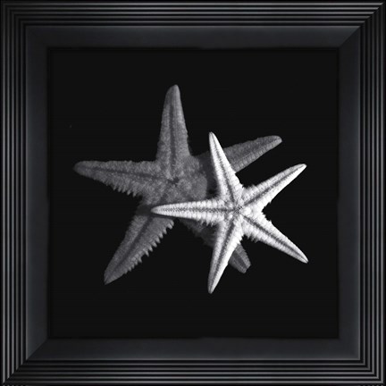 Framed Shell Collection II Print