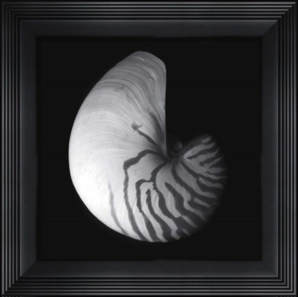 Framed Shell Collection III Print